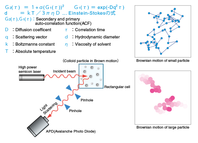 dynamic light scattering protein